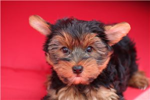 Qwigley - Yorkshire Terrier - Yorkie for sale