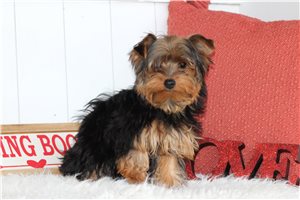 Cabo - Yorkshire Terrier - Yorkie for sale