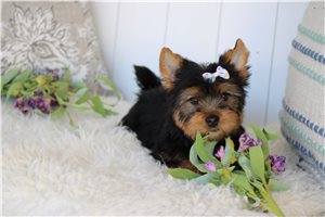 Ingrid - puppy for sale