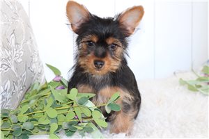 Ericson - puppy for sale
