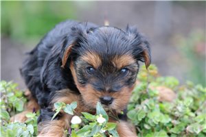 Qwigley - puppy for sale