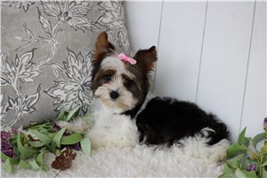 Hannah - Yorkshire Terrier - Yorkie for sale