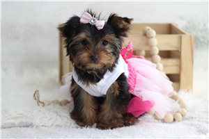 Tilda - Yorkie for sale