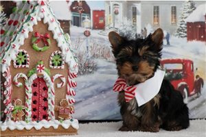 Levi - Yorkshire Terrier - Yorkie for sale