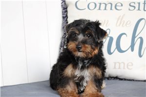 Pickles - Yorkshire Terrier - Yorkie for sale