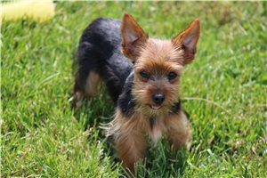 Everly - Yorkshire Terrier - Yorkie for sale