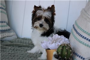 Hannah - Yorkshire Terrier - Yorkie for sale