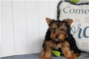 Qwigley - Yorkshire Terrier - Yorkie for sale