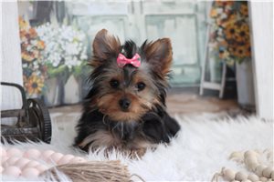 Ethel - Yorkshire Terrier - Yorkie for sale