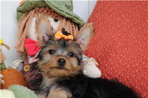 Lilly - puppy for sale