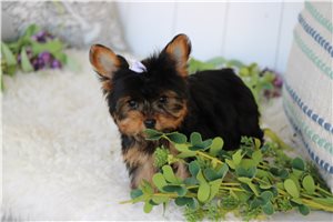 Erin - Yorkshire Terrier - Yorkie for sale