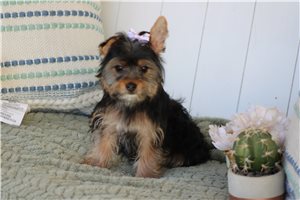 Gabriella - Yorkshire Terrier - Yorkie for sale