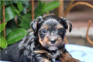 Peanut - Yorkshire Terrier - Yorkie for sale