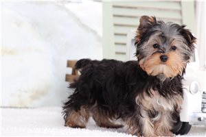 Logan - puppy for sale