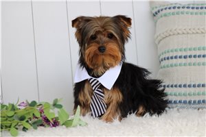 Cabo - Yorkshire Terrier - Yorkie for sale