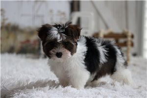 Jasmine - Yorkie for sale