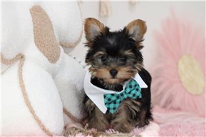 Patrick | Puppies For Sale at Pawrade