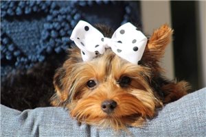 Melina - Yorkshire Terrier - Yorkie for sale