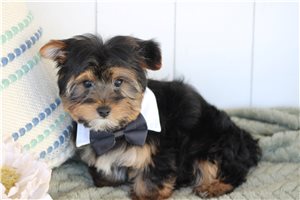 Foster - Yorkshire Terrier - Yorkie for sale