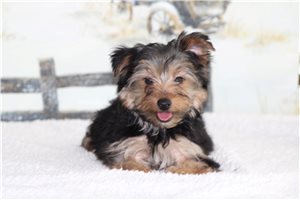 Cadence - puppy for sale
