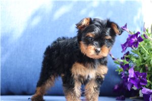 Belladonna - Yorkshire Terrier - Yorkie for sale