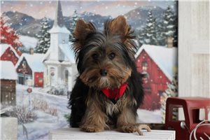 Vincent - Yorkshire Terrier - Yorkie for sale