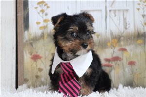 Lucero - Yorkie for sale