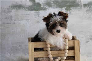 Jasmine - Yorkie for sale
