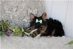 Gabriella - puppy for sale