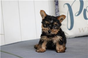 Quinton - Yorkshire Terrier - Yorkie for sale