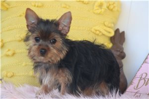 Everly - Yorkshire Terrier - Yorkie for sale