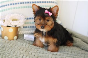 Ginny - Yorkshire Terrier - Yorkie for sale