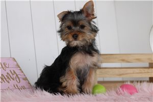 Gabriella - puppy for sale