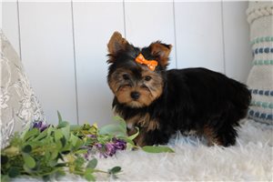 Isabel - Yorkshire Terrier - Yorkie for sale
