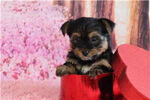 Fredrick - puppy for sale