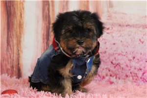 Cole - Yorkshire Terrier - Yorkie for sale