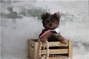 Raglan - Yorkie for sale