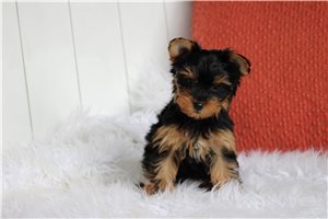 Belladonna - Yorkshire Terrier - Yorkie for sale