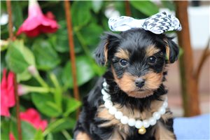 Belladonna - Yorkshire Terrier - Yorkie for sale