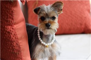 Gabriella - Yorkshire Terrier - Yorkie for sale