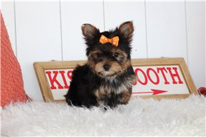 Faith - Yorkshire Terrier - Yorkie for sale