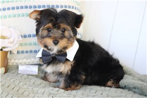 Foster - Yorkshire Terrier - Yorkie for sale