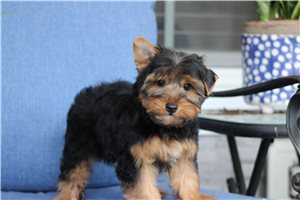 Qwigley - Yorkshire Terrier - Yorkie for sale