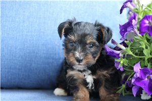 Pickles - Yorkshire Terrier - Yorkie for sale
