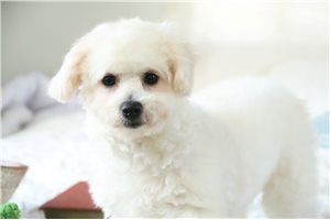 Woody - Bichon Frise for sale