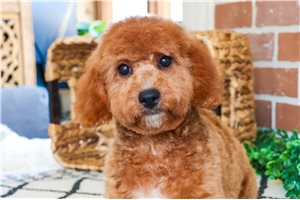 Cookie - Goldendoodle for sale