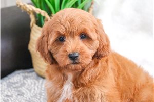 Cupcake - Goldendoodle for sale
