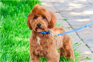 Cupcake - Goldendoodle for sale