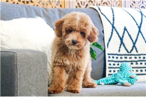 Archer - Miniature Poodle for sale