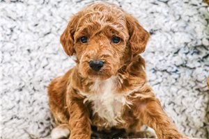 Alek - puppy for sale